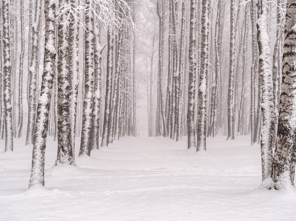 Утро в парке