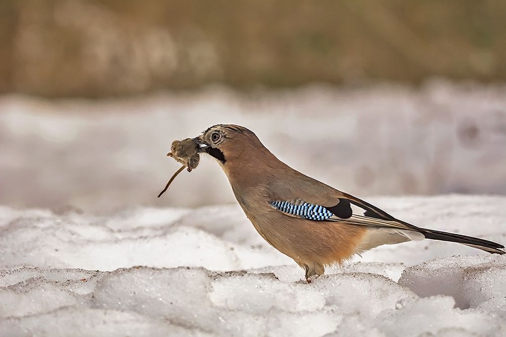 Szajkó-Ezt elkaptam.