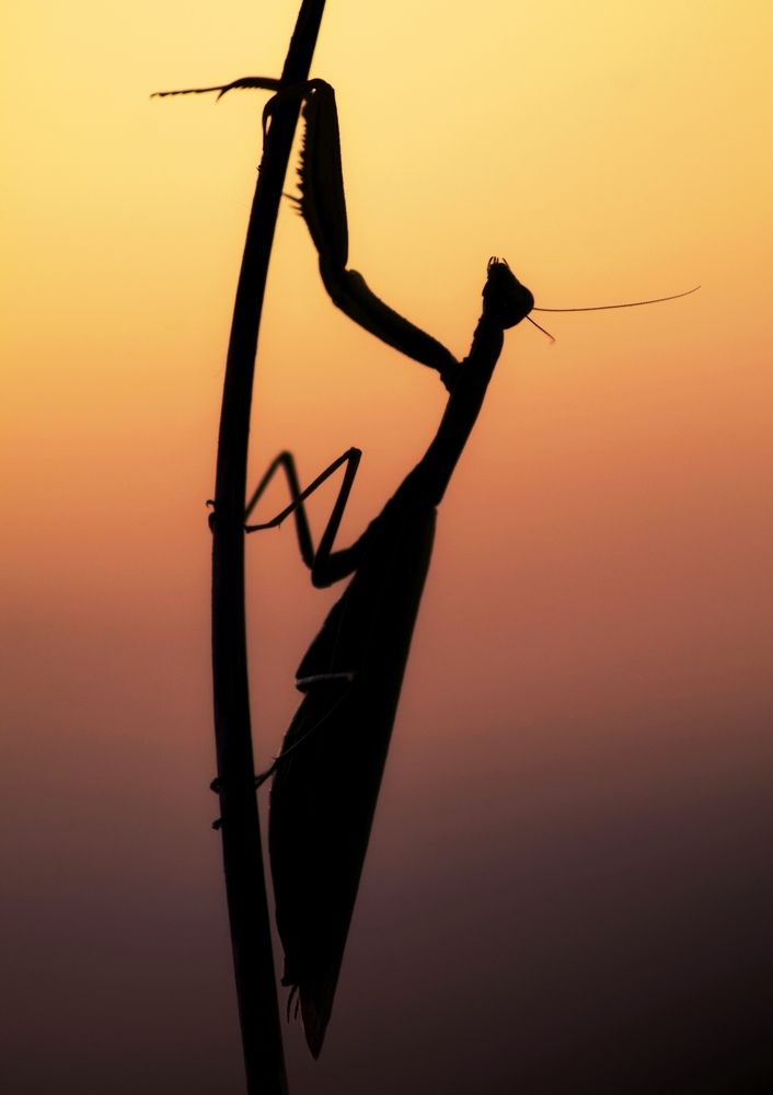 Молитва богомола