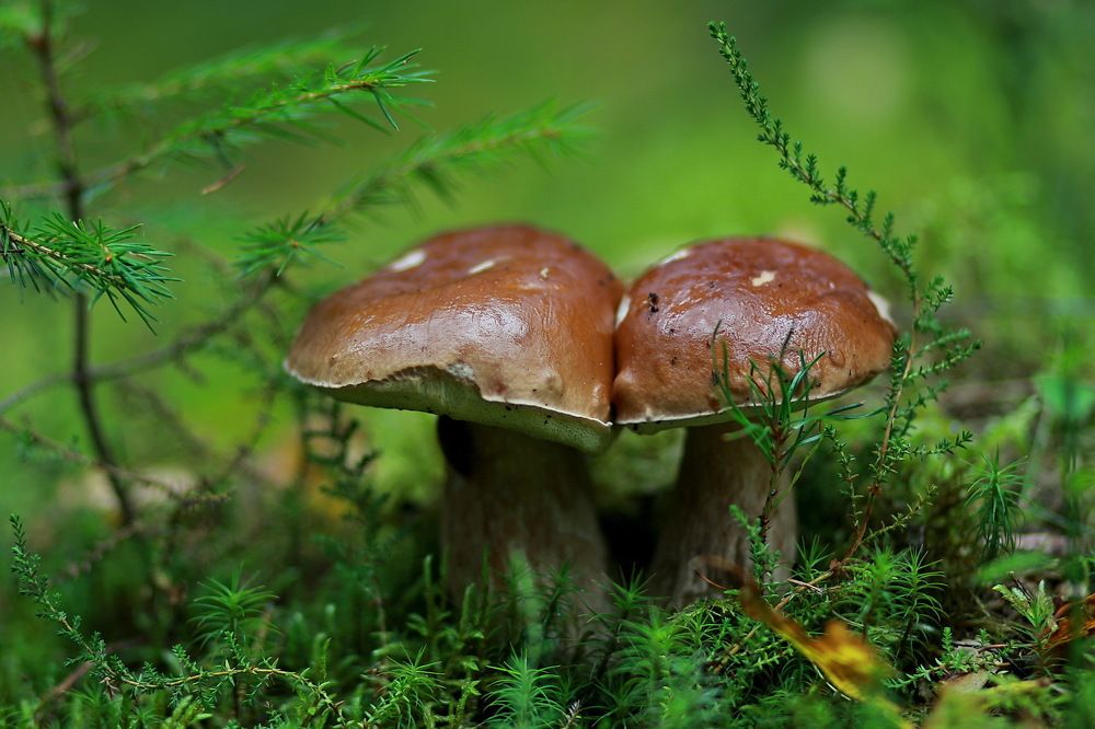 Двое из ларца