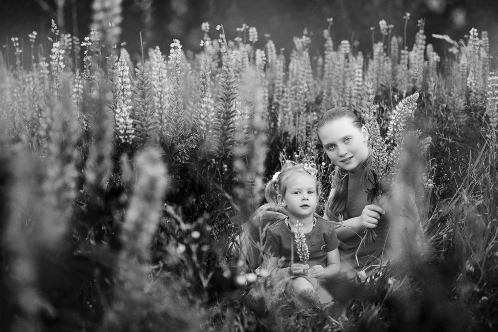 Июнь, люпиновые поляны