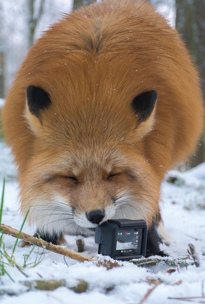 «А кто это там такой любопытный?»