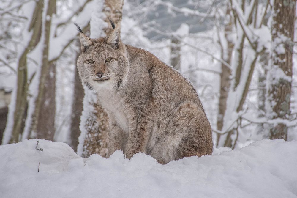Я тут немного посижу!