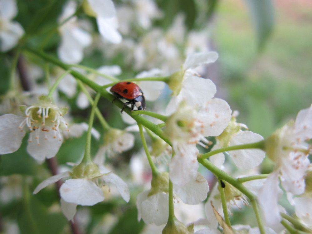 Отголоски лета