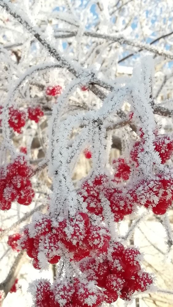 Калина красная