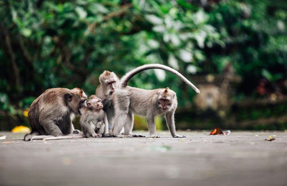 Любознательность)