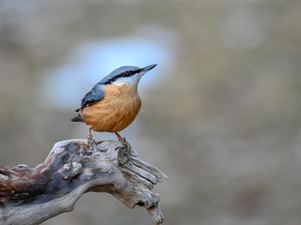 nuthatch