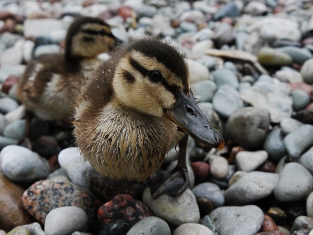 Duckling on the rocks