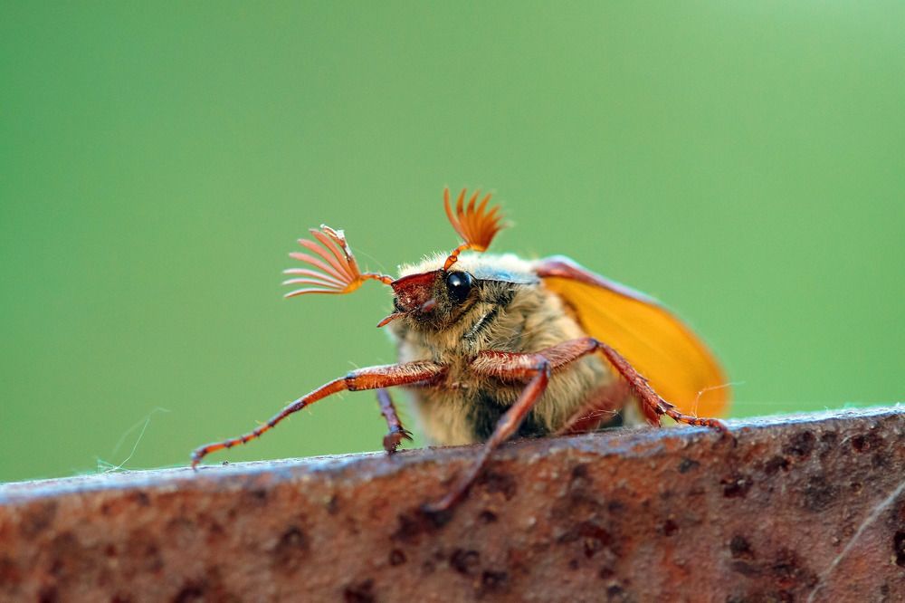 Майский гость