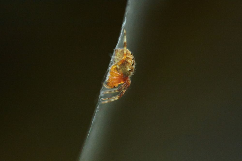 Среди деревьев