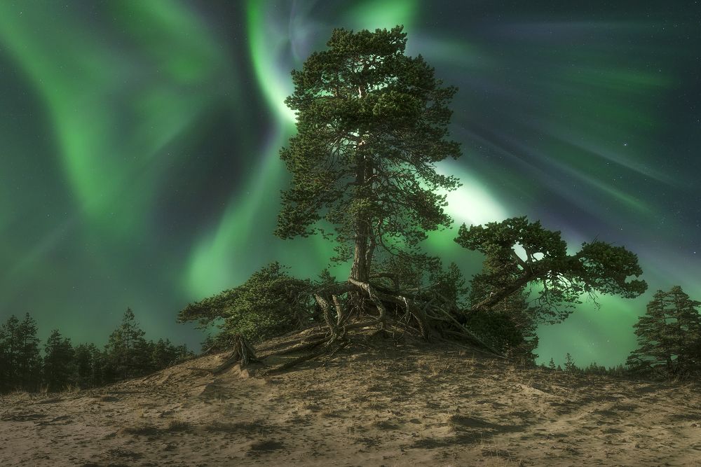 В песках Кузомени/ In the Kuzomen sands