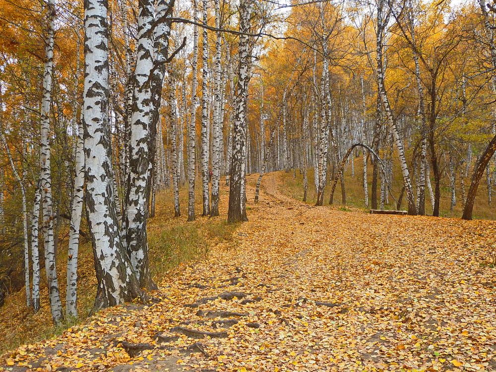 Осень в березовой роще.