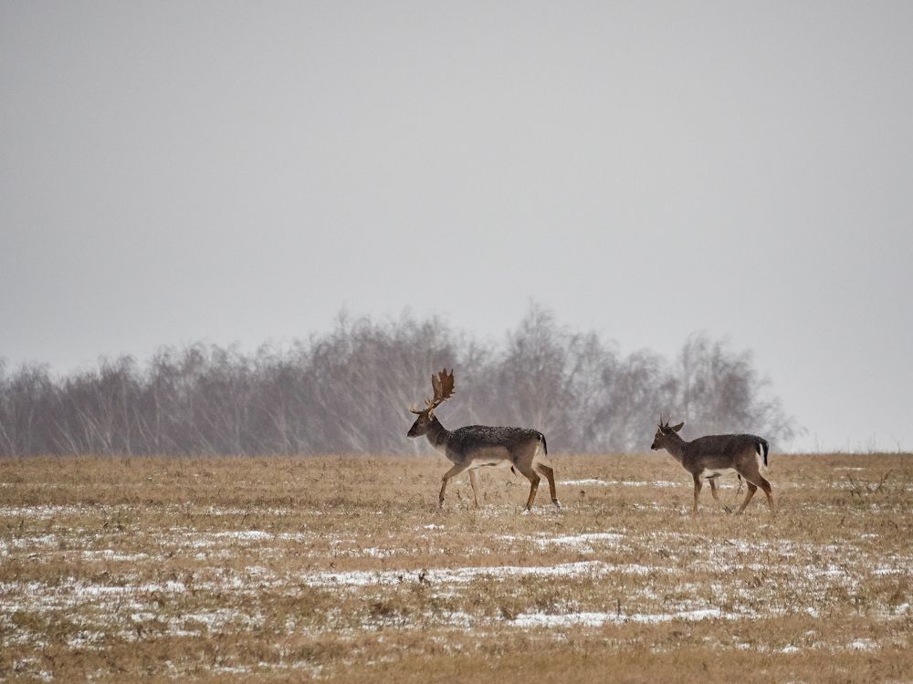 Photograph by Барабанов Алексей