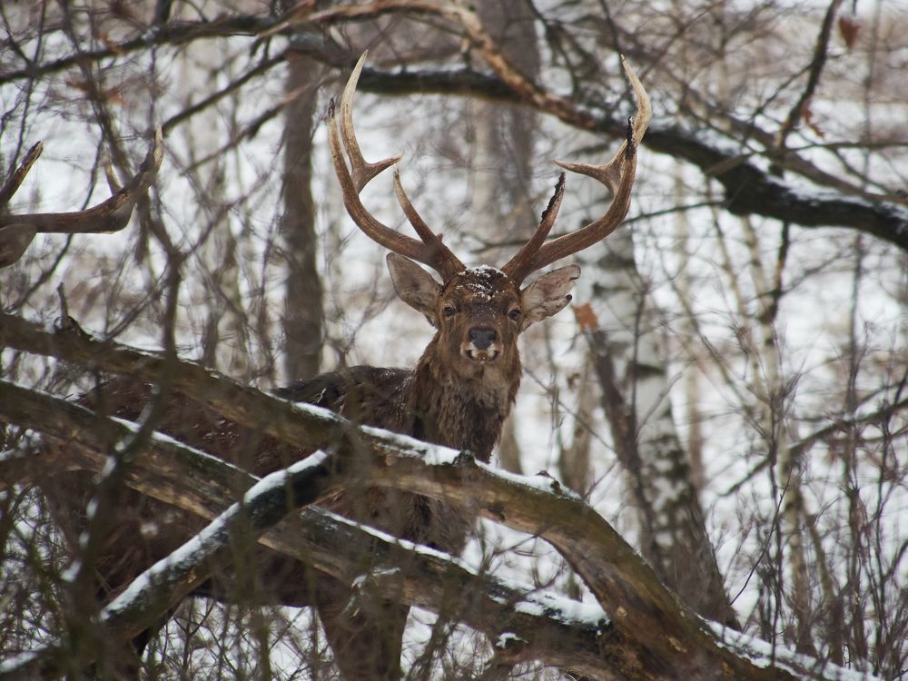 Photograph by Барабанов Алексей