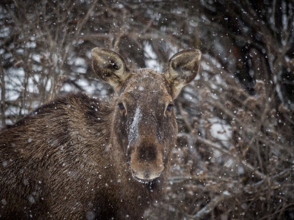 Photograph by Барабанов Алексей