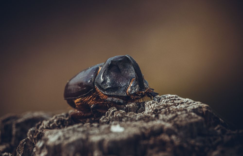 Фотография автора Шевелев Евгений