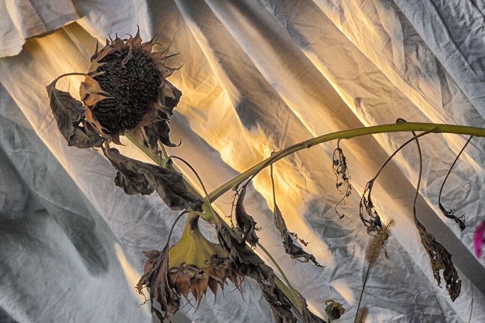 Сонячний вітер