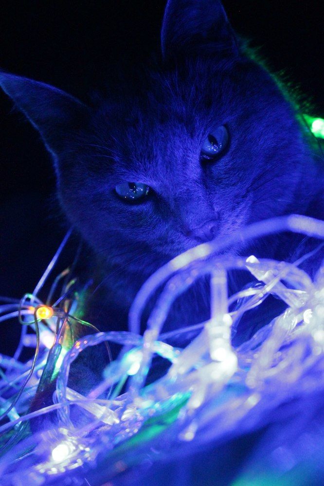Meow