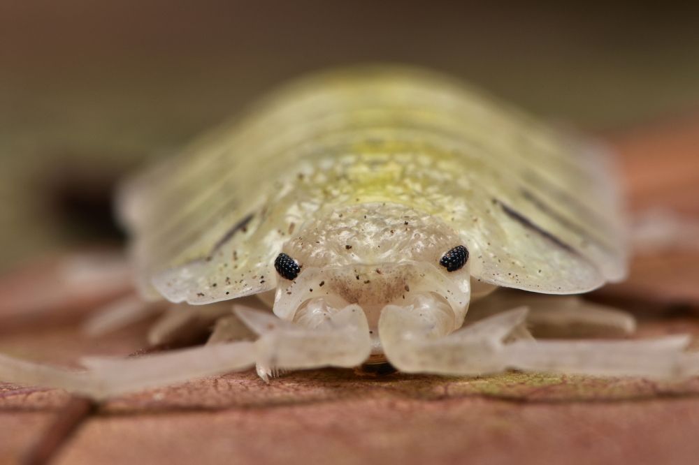 Woodlouse Porcellio bolivari