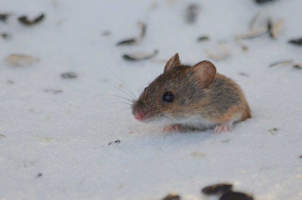 на разведку