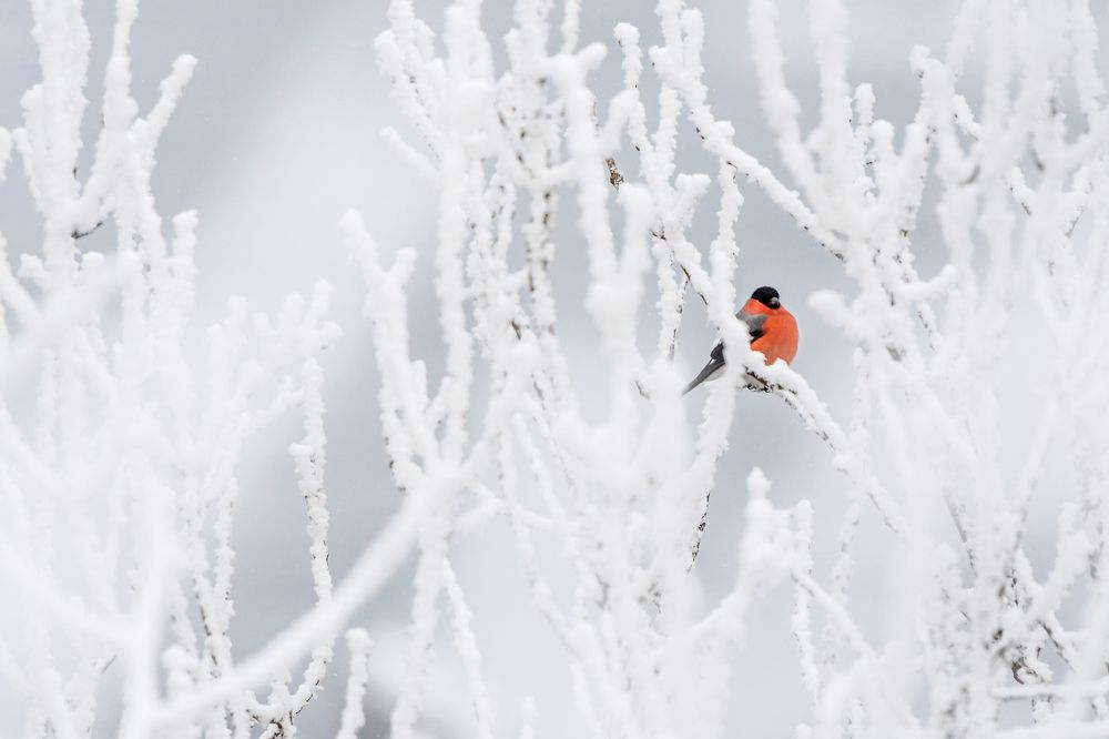 Зимние зарисовки. Winter sketches.