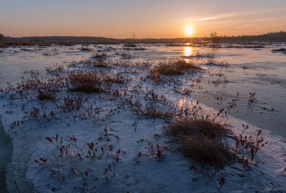 Зима на болоте