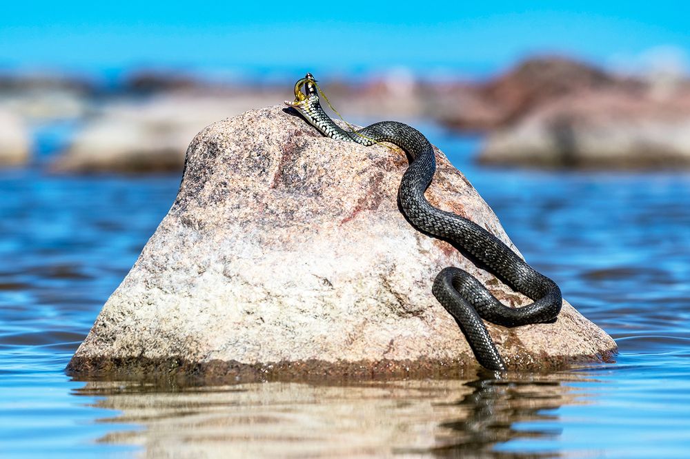 Удачная охота.