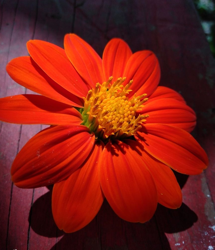 The Sunflower without Sun