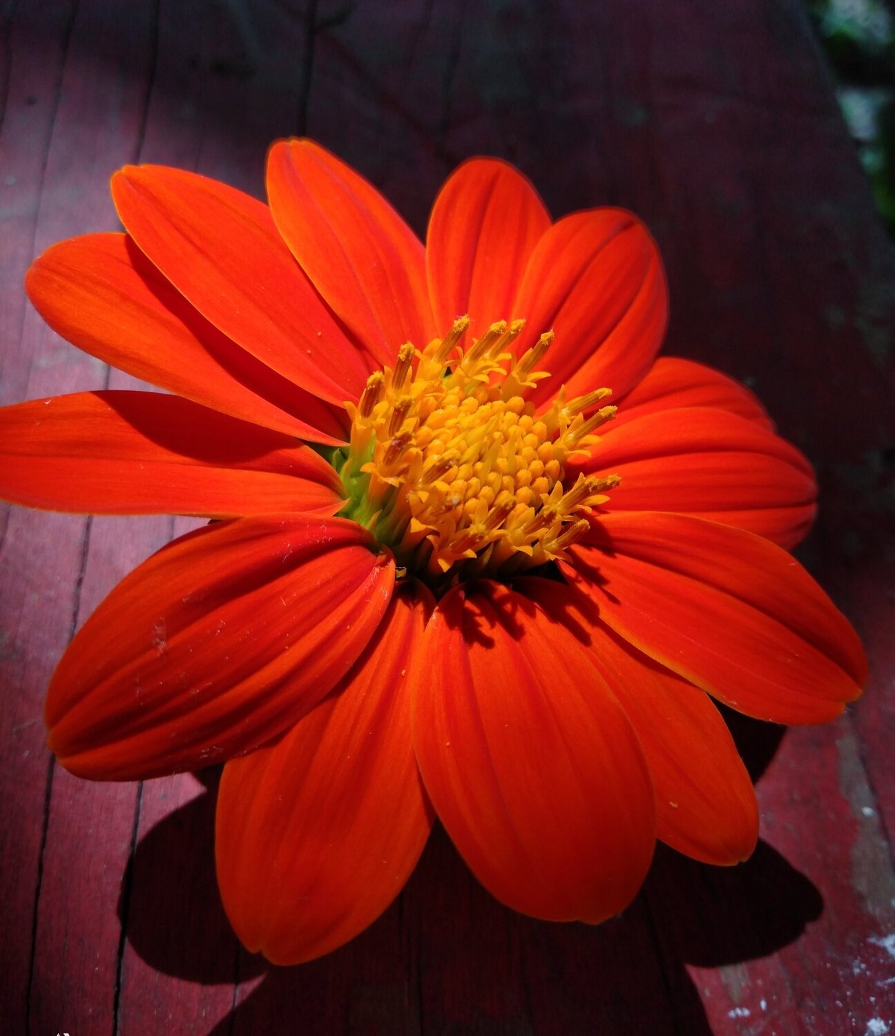 The Sunflower without Sun