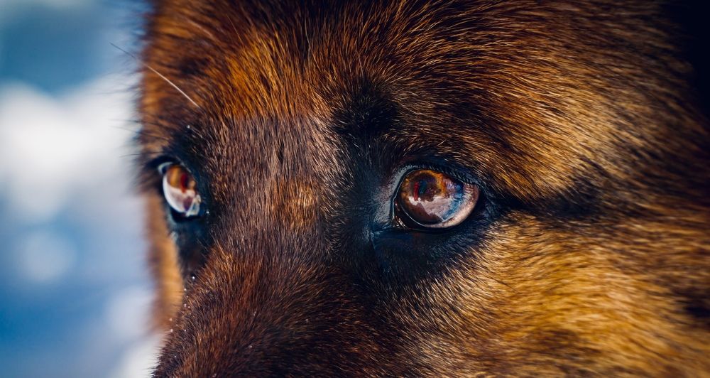 Преданность.