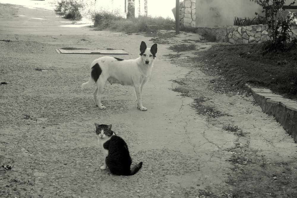 Черное-белое :)