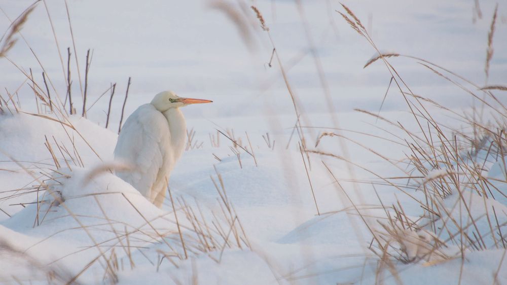Белая цапля