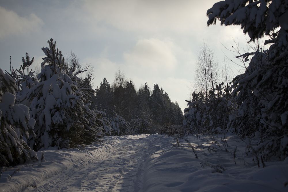 Страна зимних елей