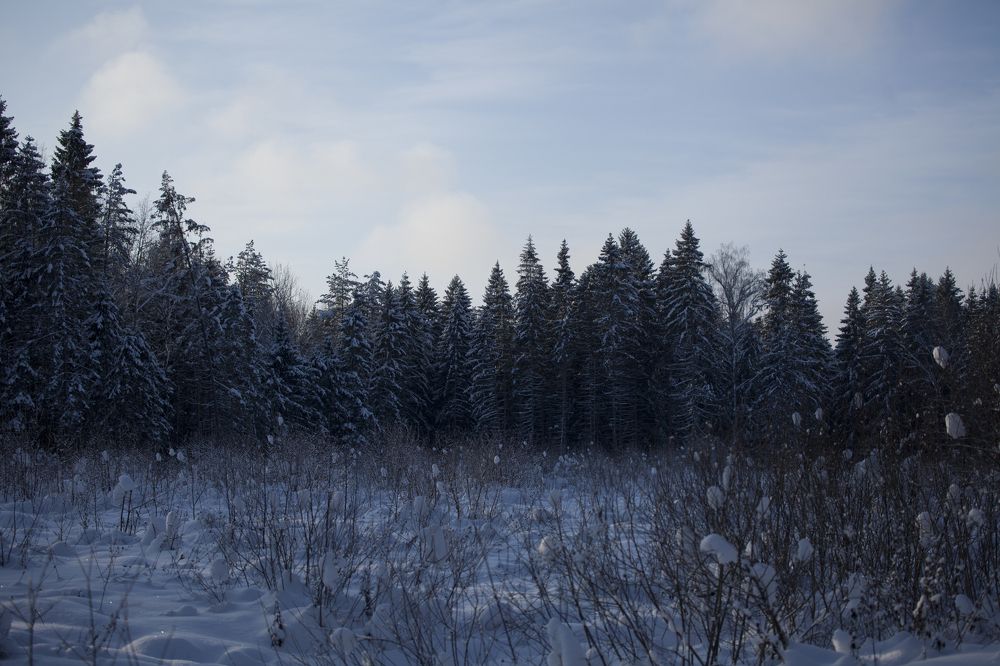 Зимняя пастораль