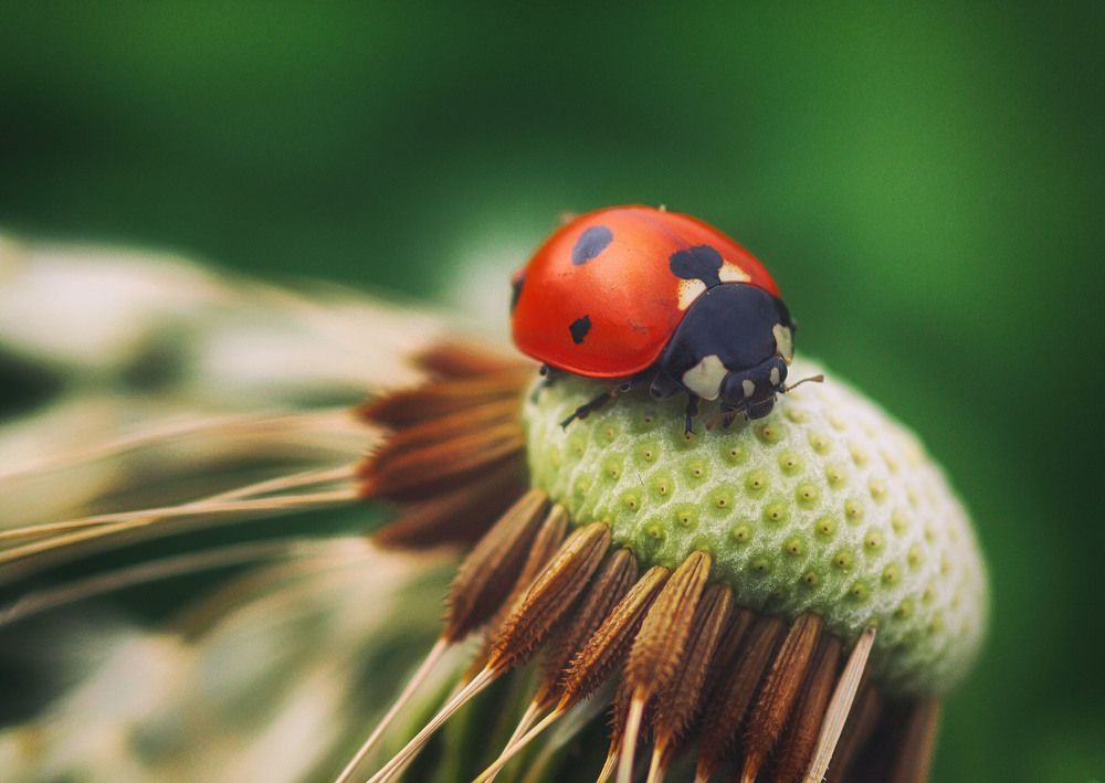 Photograph by Guy Krier