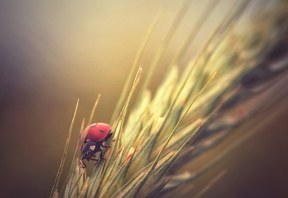 Photograph by Guy Krier