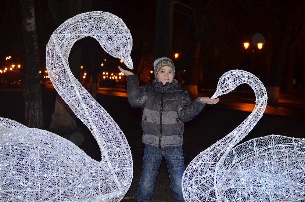 Кубанская зима, лебеди не улетели