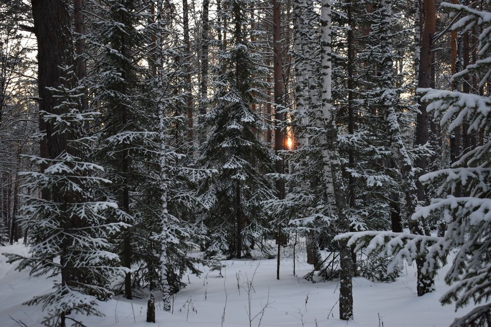 Вечер в зимнем лесу