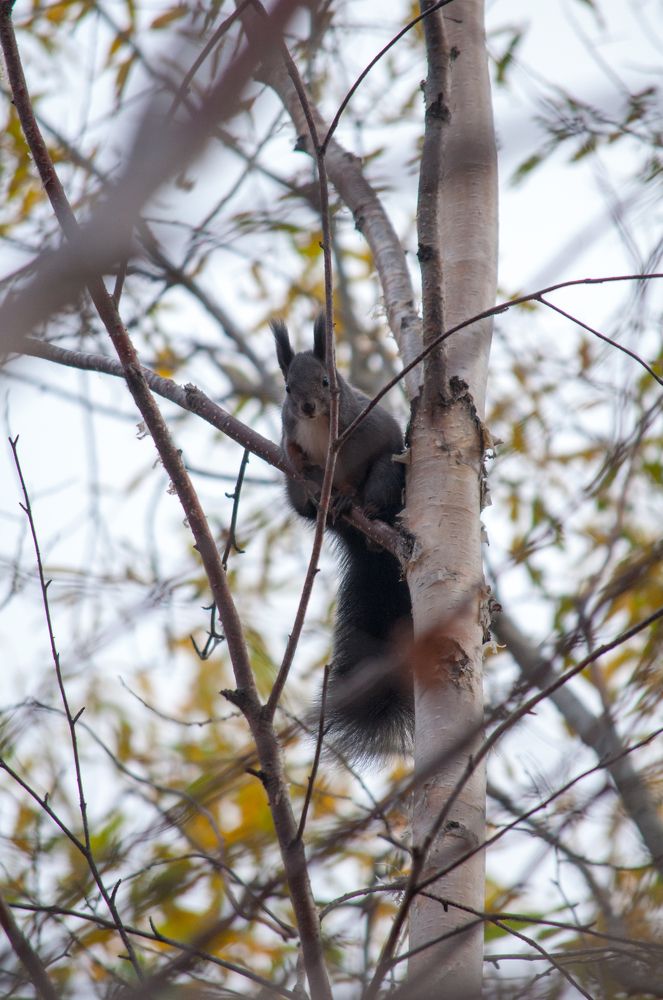 Photograph by Людмила Москвичёва