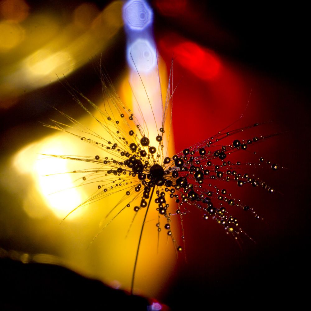 Капли на свету