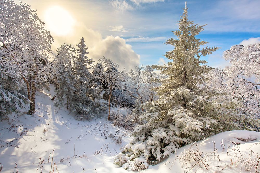 В горах родилась елочка