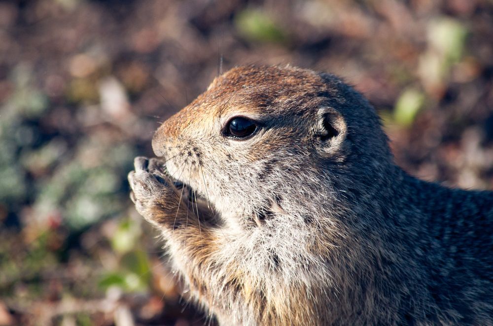 Евражка. Камчатка. Вулкан Авачинский