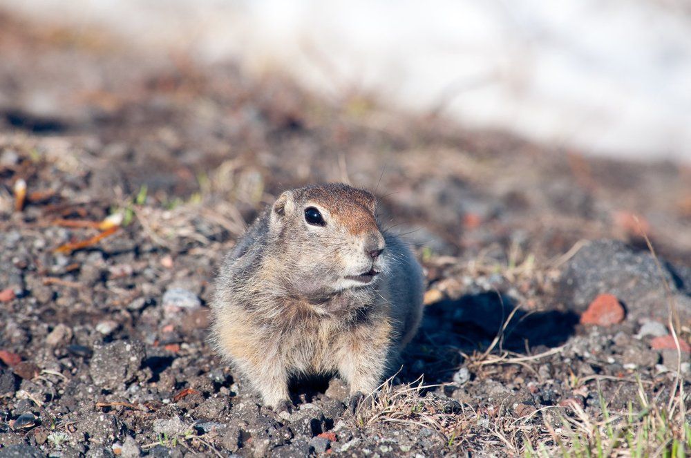 Евражка. Камчатка. Вулкан Авачинский