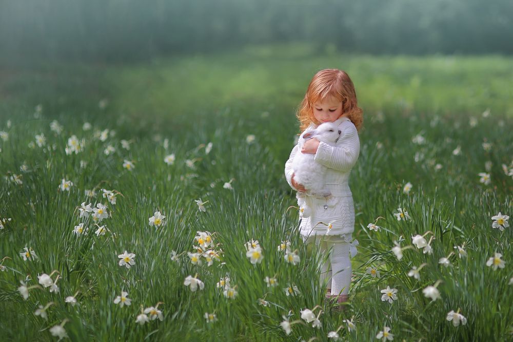 полянка нарцисов