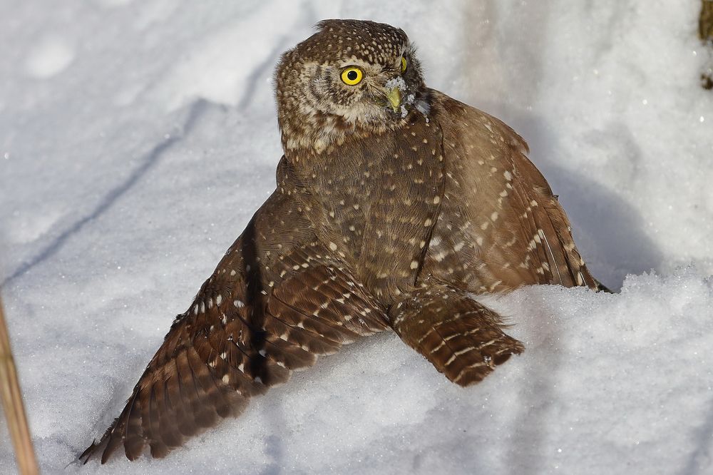 Фотография автора Олег Набровенков