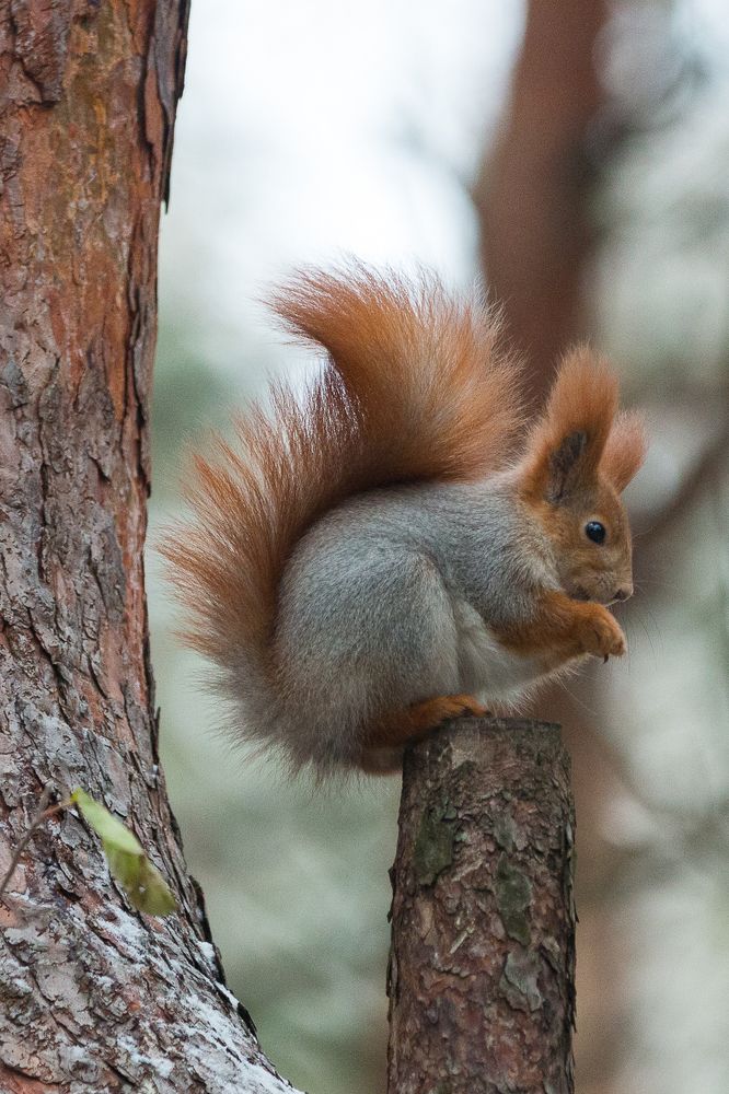 Photograph by Роман Дергунов