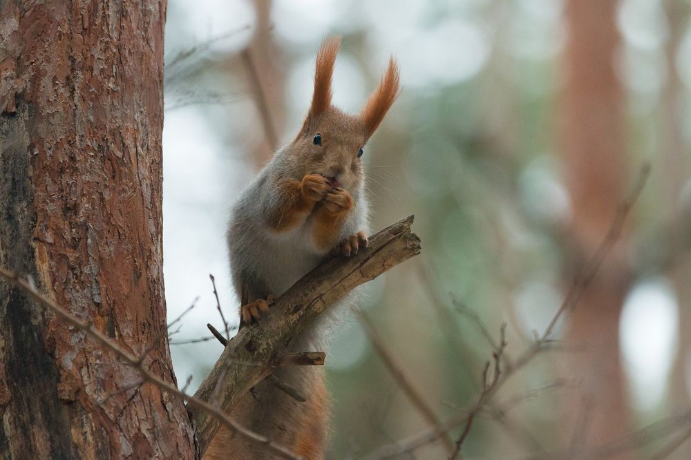 Photograph by Роман Дергунов
