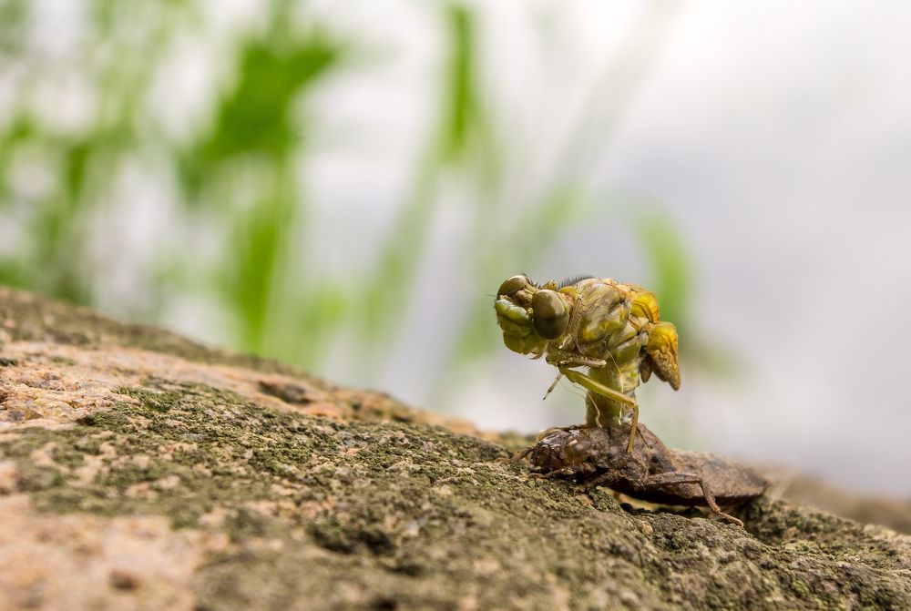 рождение стрекозы