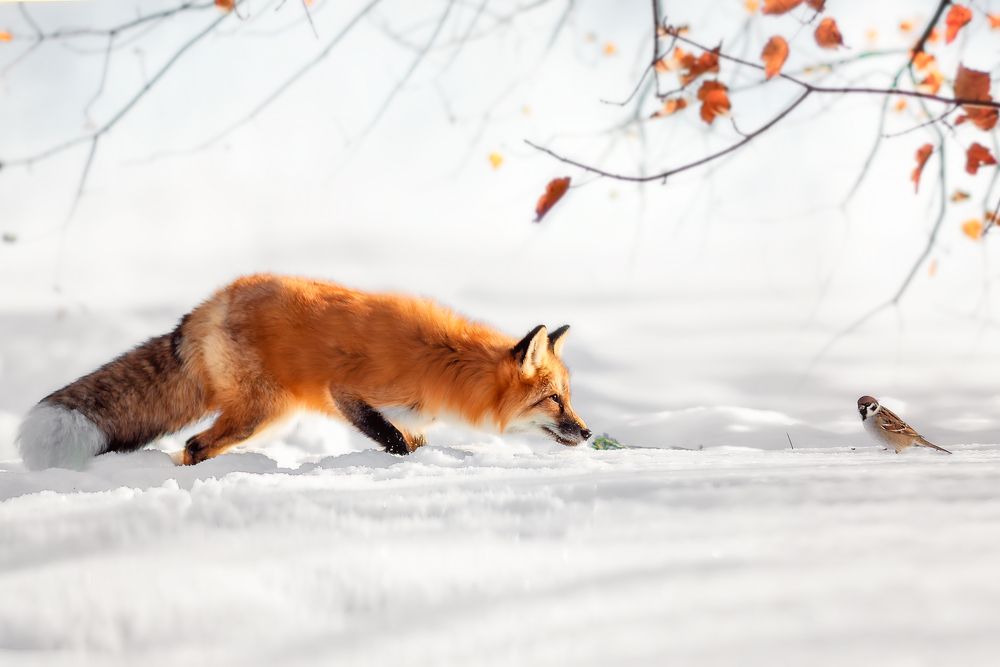 Зимняя охота