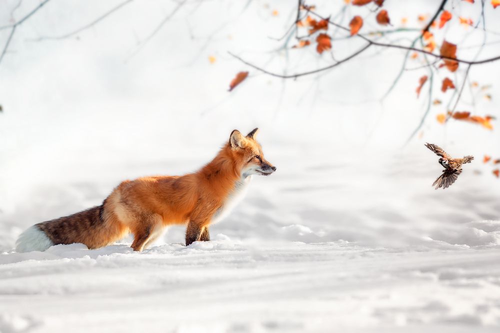 Зимняя охота